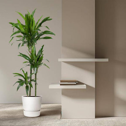 Drachenbaum – Dracaena Janet Craig 150cm – Ø24cm – Zimmerpflanze mit breiten dunkelgrünen Blättern – Elegante pflegeleichte Grünpflanze für Wohnzimmer, Büro & Wintergarten