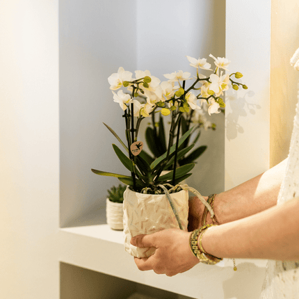 Star Fish Blumentopf Off White Ø9cm – Dekorativer Keramiktopf mit Seestern-Muster – Sommerlicher Pflanzentopf im maritimen Design – Blumendeko für Wohnzimmer, Küche & Bad