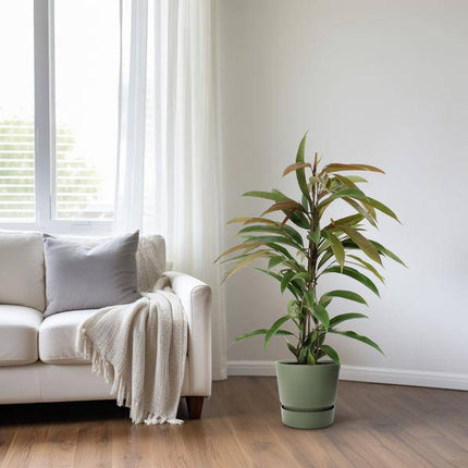 Gummibaum Ficus Binnendijkii Amstel King – Zimmerpflanze Ø17cm – ca. 70cm hoch – pflegeleichte grüne Pflanze für Wohnzimmer, Büro & Innenraumbegrünung