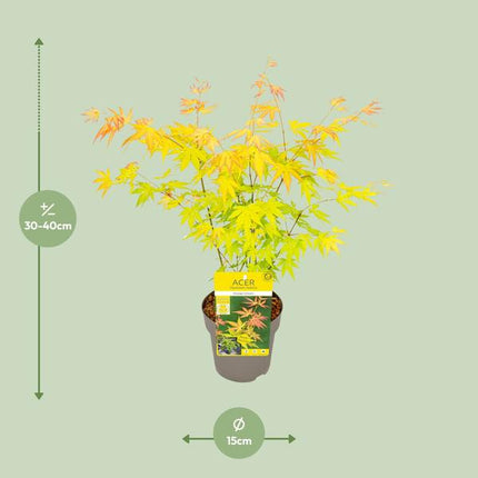 Fächer – Ahorn Acer palmatum Orange Dream Gartenpflanze Ø15cm ↕40cm – winterharte Pflanze für Garten, Balkon, Terrasse, Kübel & Beet online kaufen
