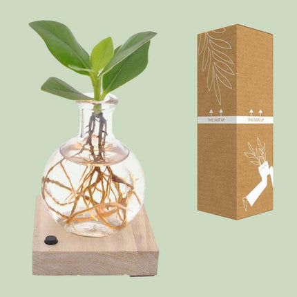 Clusia In Samoa LED – Autogramm-Baum – Ø5cm – Höhe ca. 10cm – Pflegeleichte Zimmerpflanze – Tropische Mini-Pflanze für Innenräume & Geschenkidee