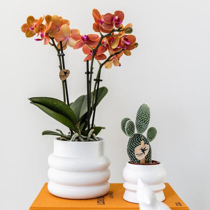 Phalaenopsis Orchidee Mineral Bolzano Orange – Zimmerpflanze mit 2–3 Zweigen – Inklusive Bubble Keramiktopf Weiß Ø9cm – Edle Orchidee für Wohnzimmer, Esszimmer & Büro