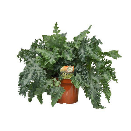 Tüpfelfarn Phlebodium Davana – Zimmerpflanze – Ø26cm – ↕60cm – Goldener Farn mit eleganten Wedeln – Pflegeleicht & dekorativ