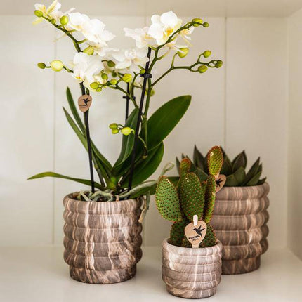 Marmor-Topf Dunkel – Ø9cm – Keramik Blumentopf mit edler Marmoroptik – Dekotopf für kleine Zimmerpflanzen, Sukkulenten & Kräuter – Zeitlos & modern