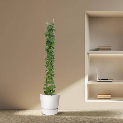 Arabischer Efeu – Cissus rotundifolia Pyramide – Zimmerpflanze – 160cm – Ø27cm – Immergrüne Kletterpflanze mit glänzenden Blättern für Wohnzimmer und Büro