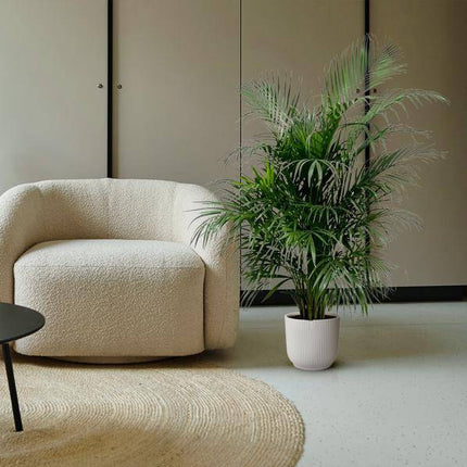 Goldfruchtpalme – Dypsis Lutescens – Areca-Palme – Zimmerpflanze 150cm – Ø24cm – Tropische Grünpflanze mit eleganten Wedeln – Exklusive Kübelpflanze für Wohnzimmer, Büro & Balkon – Pflegeleicht