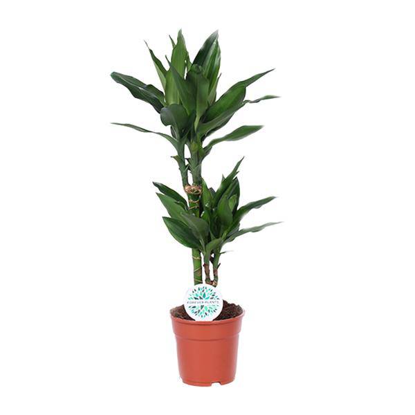 Drachenbaum Dracaena Janet Lind Zimmerpflanze Ø17cm ↕70cm – pflegeleichte Grünpflanze für Wohnzimmer, Büro & helle Standorte kaufen