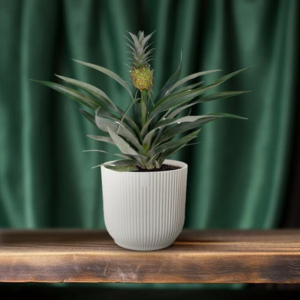 Ananaspflanze – Bromelia Ananas – tropische Zimmerpflanze – Ø12cm – ca. 30cm hoch – pflegeleicht & dekorativ