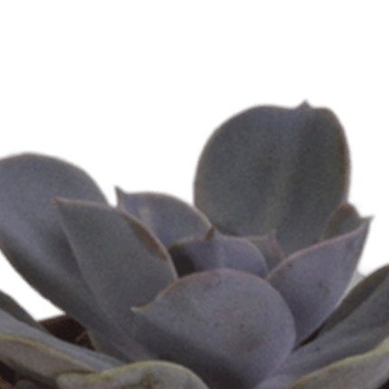 Sukkulenten Mix – 5 Pflanzen – Ø5,5cm Zimmerpflanzen im mediterranen Terrakotta-Topf – Verschiedene Mini-Sukkulenten – Pflegeleichte Pflanzen für Fensterbank, Büro & Wohnzimmer