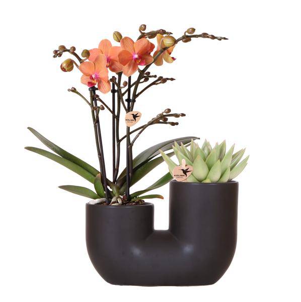 Bolzano Orchidee Orange & Sukkulente Miranda im schwarzen dekorativen Röhrentopf Ø9cm – Duo – Topf – Zimmerpflanze – stilvolle Geschenkidee