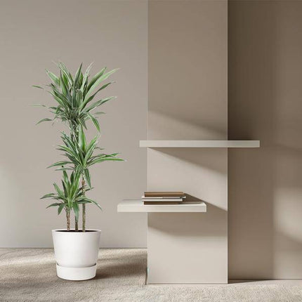 Drachenbaum Dracaena Warneckei Zimmerpflanze Ø27cm ↕140cm – pflegeleichte Grünpflanze für Wohnzimmer, Büro & helle Standorte kaufen