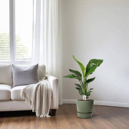 Baum-Strelitzie Strelitzia Nicolai – Zimmerpflanze Ø17cm ↕70cm – exotische Paradiesvogelblume mit tropischem Flair für Wohnzimmer Büro