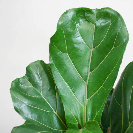 Ficus Lyrata – Geigen – Feige Zimmerpflanze – ca. 80cm hoch – Ø21cm – große dekorative Blätter – inkl. Seegras Korb Sofia Natur
