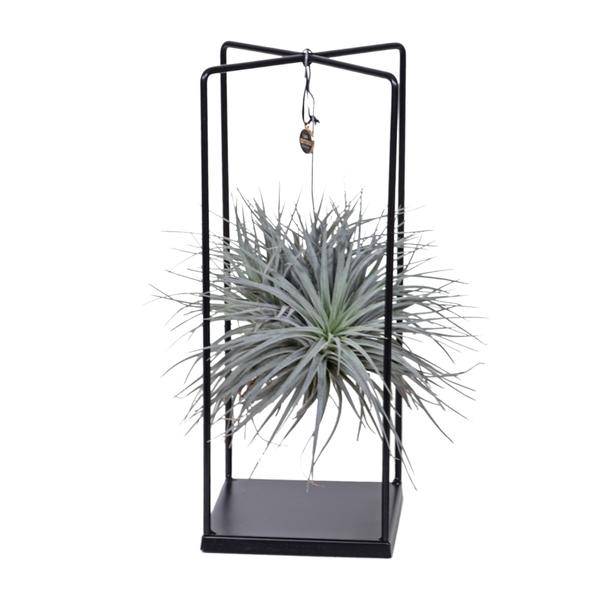 Luftpflanze Tillandsia Mix – Ø20cm – ↕20-35cm – Exotische Zimmerpflanzen ohne Erde – Tillandsia ionantha Abdita