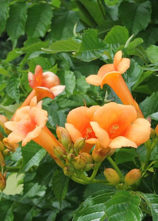 Trompetenblume Orange – Campsis ‘Indian Summer’ – Ø15cm – ca. 65cm hoch – Winterharte Kletterpflanze mit leuchtend orangefarbenen Blüten – Für Zaun, Pergola & Rankhilfe
