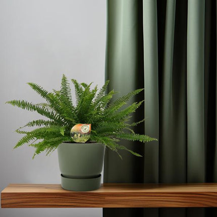 Schwertfarn – Nephrolepis Green Lady – Boston-Farn – Ø17cm – Höhe ca. 40cm – Pflegeleichte Zimmerpflanze – Tropische Grünpflanze mit federartigen Wedeln