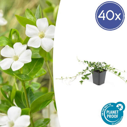 Immergrün – Vinca minor 'Alba' – ↕10-25cm – Ø9cm – 40 Pflanzen – Bodendecker mit weißen Blüten – Sonnig & schattig – Pflegeleicht