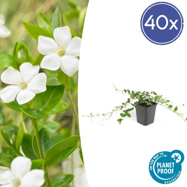 Immergrün – Vinca minor 'Alba' – ↕10-25cm – Ø9cm – 40 Pflanzen – Bodendecker mit weißen Blüten – Sonnig & schattig – Pflegeleicht