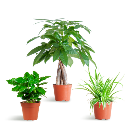 Haustierfreundliches Pflanzset – Zimmerpflanzen Mix – Ø12cm – Ungiftig für Katzen & Hunde – 3 Pflanzen-Set – Für Kinder und Haustiere geeignet