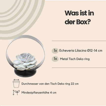Sukkulente – Echeveria lilacina ROOTLESS – Ø20cm Deko-Tischstandard Schwarz – Zimmerpflanze ohne Wurzeln – Pflegeleichte Schnitt-Sukkulente als Tisch- & Eventdeko