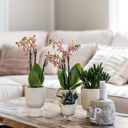 Übertopf Diabolo Travertin – Ø6cm – Blumentopf in modernem Design – Stilvoller Keramiktopf für kleine Zimmerpflanzen & Sukkulenten