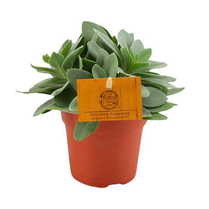 Senecio Cephalophorus – Kreuzkraut Ruby Slippers – Sukkulente Zimmerpflanze oder Gartenpflanze – Ø10.5cm – Höhe ca. 15cm