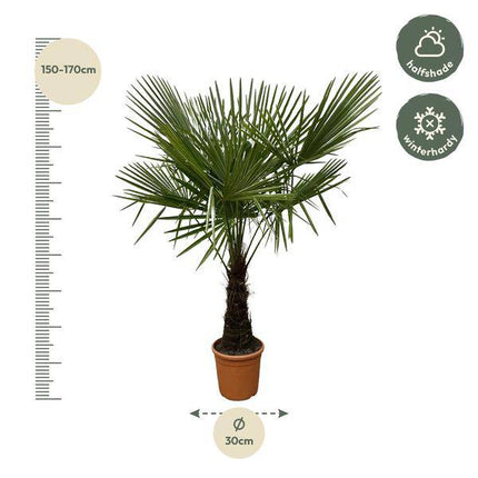 Hanfpalme – Trachycarpus 180cm – Ø30cm – Immergrüne Palme mit fächerförmigen Blättern – Pflegeleicht