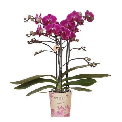 Phalaenopsis Orchidee Lilac Morelia – Zimmerpflanze – Ø9cm – Fliederfarbene Blütenpracht
