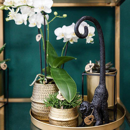 Pflanzenset Groove gold – Weiße Phalaenopsis Amabilis Ø9cm & Aloe Brevifolia Ø6cm – goldene Keramik-Ziertöpfe – Elegantes Orchideen- und Sukkulenten-Set – Geschenkidee & Deko
