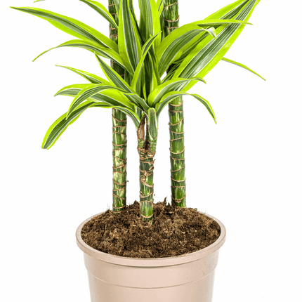 Drachenbaum Dracaena Deremensis Lemon Lime – Ø24cm – ↕130-150cm – Exotische Zimmerpflanze mit grün – gelben Blättern – Pflegeleicht & luftreinigend