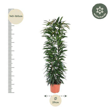 Schmalblättriger Gummibaum – Ficus Alii King 150cm – Ø29cm – Zimmerpflanze mit langen dunkelgrünen Blättern – Elegante Dekopflanze für Wohnzimmer, Büro & Wintergarten – Pflegeleicht