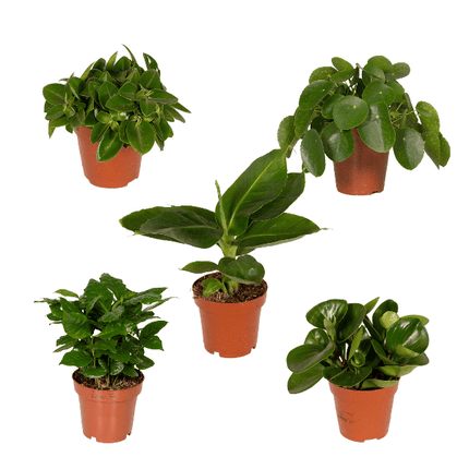 Überraschungsbox Zimmerpflanzen Ø12cm ↕25cm – pflegeleichtes Pflanzen Set für Urban Jungle, Fensterbank, Wohnzimmer & Büro