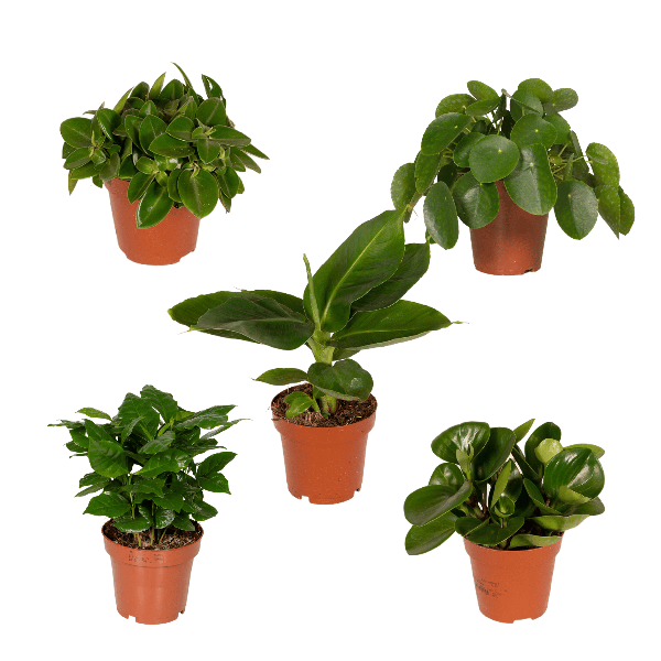 Überraschungsbox Zimmerpflanzen Ø12cm ↕25cm – pflegeleichtes Pflanzen Set für Urban Jungle, Fensterbank, Wohnzimmer & Büro