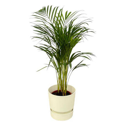 Areca Palme – Betelpalme – ca. 85cm Höhe – Zimmerpflanze luftreinigend – inkl. Weißer Blumentopf Ø24xH23 – Pflegeleicht für Zimmer & Büro