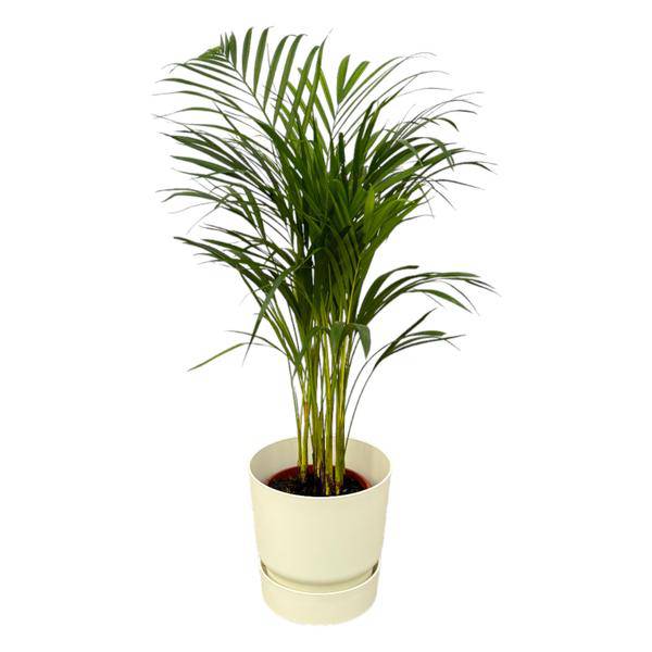 Areca Palme – Betelpalme – ca. 85cm Höhe – Zimmerpflanze luftreinigend – inkl. Weißer Blumentopf Ø24xH23 – Pflegeleicht für Zimmer & Büro