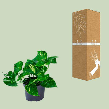 Efeutute – Epipremnum aureum – Ø12cm x H20cm – Schnelle & pflegeleichte Zimmerpflanze – Kletter- oder Hängepflanze – Luftreinigend – Im Pflanztopf – Direkt aus der Gärtnerei