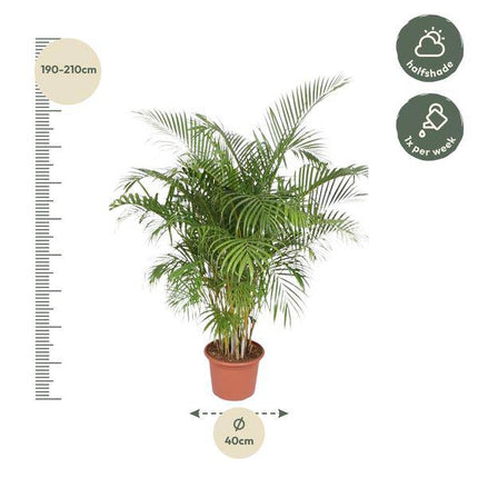 Goldfruchtpalme Dypsis Lutescens – Areca-Palme – 200cm hoch – Ø40cm – Große tropische Zimmerpflanze mit federartigen Blättern – Pflegeleicht & dekorativ – Für Wohnzimmer, Büro & Innenräume