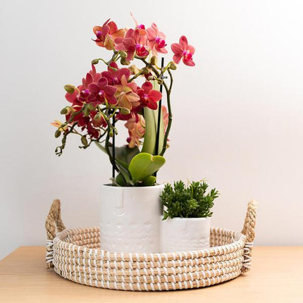 Rote Phalaenopsis-Orchidee Kongo – Blühende Zimmerpflanze – Ø9cm – 2–3 kräftige Zweige – Multiflora-Blüten – Perfekt für Couchtisch & Deko