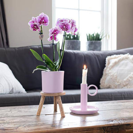 2er-Set Phalaenopsis Orchideen „El Salvador“ – Rosa-lila Blüten – Ø9cm – Blühende Zimmerpflanzen ohne Ziertopf – Diamond-Linie – Pflegeleicht & dekorativ