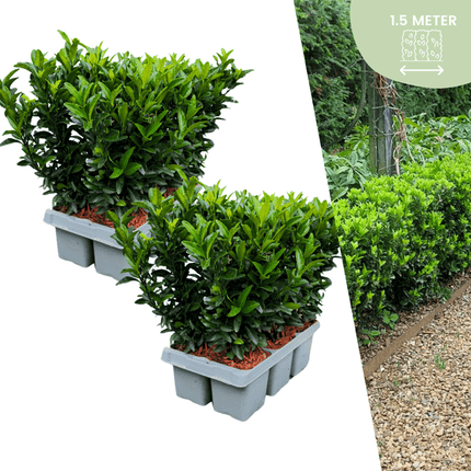 Euonymus Green Spire – Japanischer Spindelstrauch – 12 Pflanzen Ø7cm – ↕15cm – Immergrün & Winterhart – Buchsbaum Ersatz für Hecke und Garten
