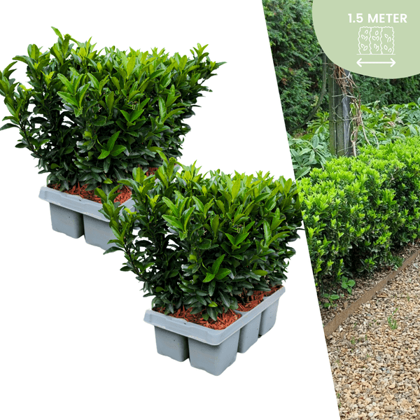 Euonymus Green Spire – Japanischer Spindelstrauch – 12 Pflanzen Ø7cm – ↕15cm – Immergrün & Winterhart – Buchsbaum Ersatz für Hecke und Garten