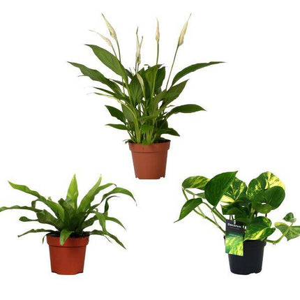 Luftreinigender Pflanzen Mix – 3 Zimmerpflanzen Ø12cm ↕20-45cm – Farn Asplenium Antiquum, Spathiphyllum Einblatt, Epipremnum Aureum