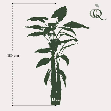 Kunstpflanze Alocasia ↕180cm – künstliche Grünpflanze für Wohnzimmer, Büro, Flur & pflegeleichte Deko
