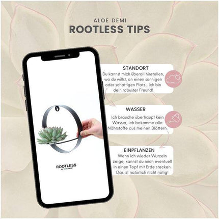 Sukkulente Echeveria Pulidonis – Rootless Schnitt-Sukkulente – Ø12-14cm Rosette im schwarzen Wanddeko Ring Ø20cm – Pflegeleichte Zimmerdeko & Geschenkidee