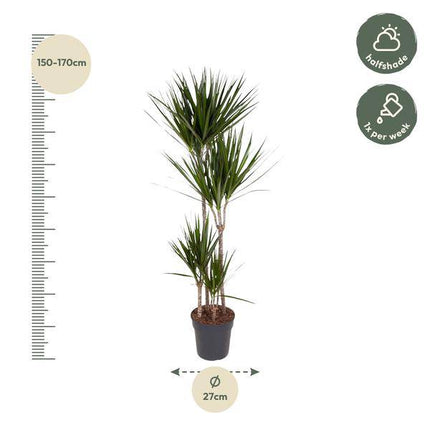 Drachenbaum – Dracaena Marginata 160cm – Ø27cm – Zimmerpflanze mit grünen Blättern & roten Rändern – In braunem Design-Topf – Pflegeleichte Dekopflanze für Wohnzimmer, Büro & Wintergarten