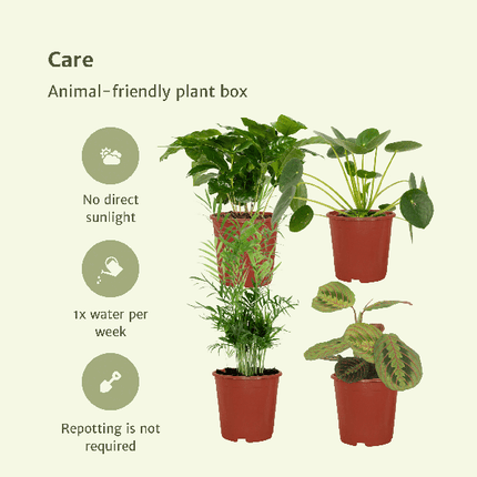 Tierfreundliches Pflanzenset Ø12cm ↕20-40cm – pflegeleichtes Pflanzen Set für Urban Jungle, Fensterbank, Wohnzimmer & Büro