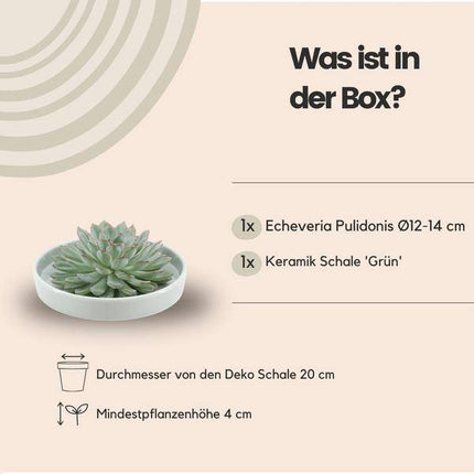 Sukkulente – Echeveria pulidonis Rootless – Ø20cm Schale „Grün“ – Zimmerpflanze ohne Wurzeln – Pflegeleichte Schnitt-Sukkulente als Deko & Tischschmuck