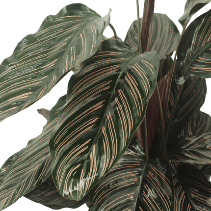 Pfauenpflanze – Calathea Ornata – 2 Pflanzen– tropische Zimmerpflanze – Ø14cm – ↕50cm – dekorative Grünpflanze für halbschattige Standorte