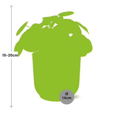 Chinesischer Geldbaum – Pilea Peperomioides – pflegeleichte Zimmerpflanze mit dekorativen runden Blättern – Ø12cm + Topf Vibes Fold 14cm Gelb – luftreinigende Glückspflanze für Zuhause & Büro