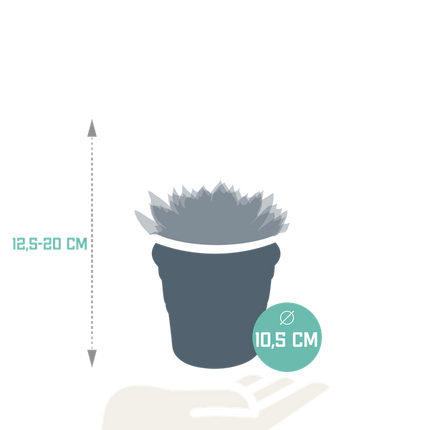 Echeveria Mix – Steinrose 3 Pflanzen – Ø10,5cm Zimmerpflanzen im Terrakotta-Topf – Verschiedene Sukkulenten im mediterranen Tontopf – Pflegeleichte Pflanzen für Fensterbank, Büro & Wohnzimmer